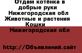 Отдам котёнка в добрые руки - Нижегородская обл. Животные и растения » Кошки   . Нижегородская обл.